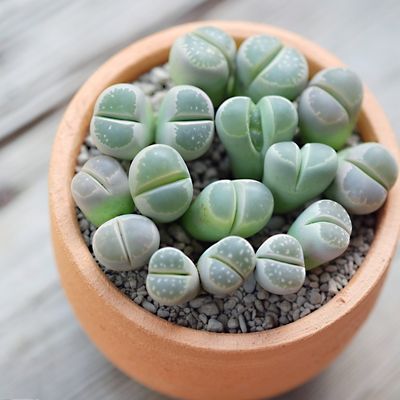 Lithops