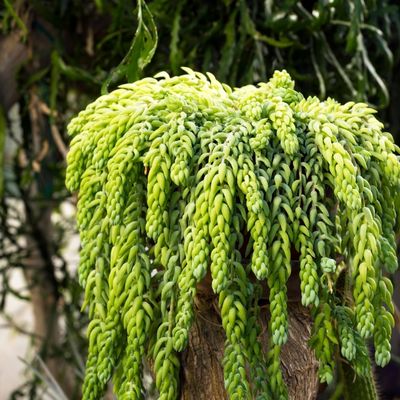 Sedum morganianum