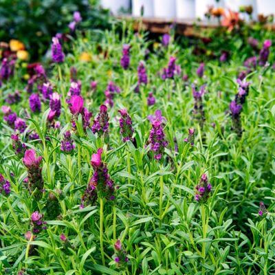 Lavanda stoechas