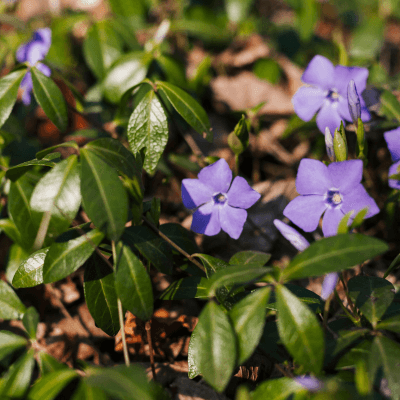 Campanula carpatica