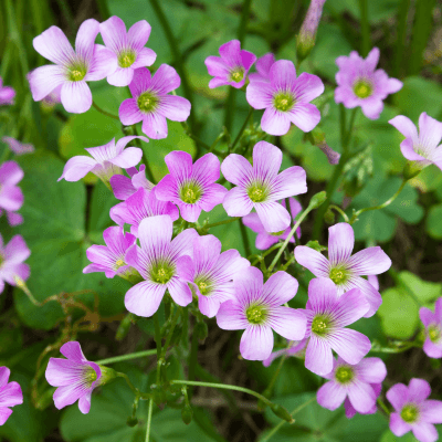 Oxalis