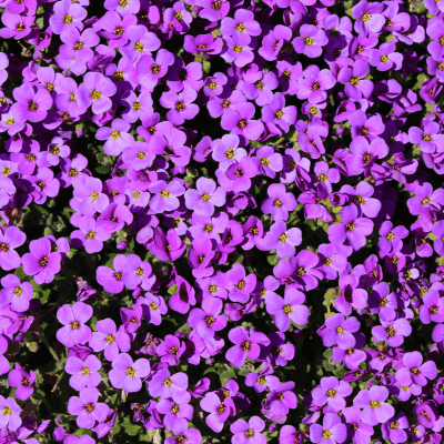 Aubretia