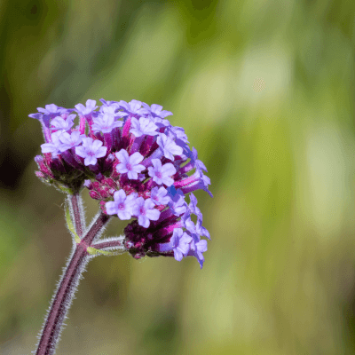 Verbena