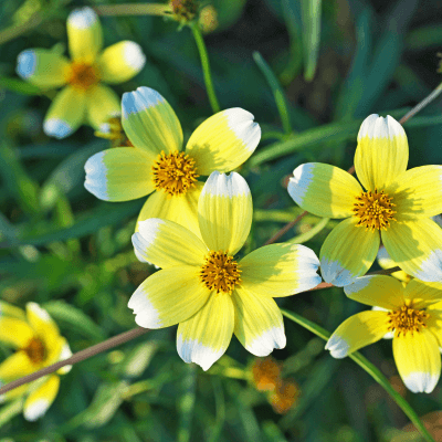 Bidens