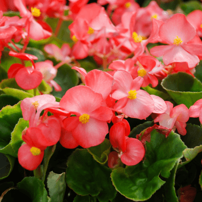 Begonia