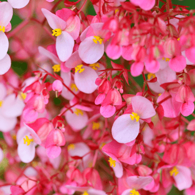 Begonia drago