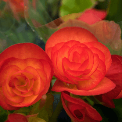 Begonia elatior