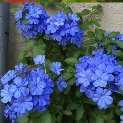 Plumbago