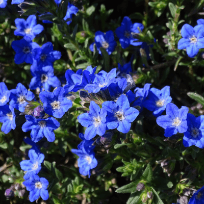 Lithodora