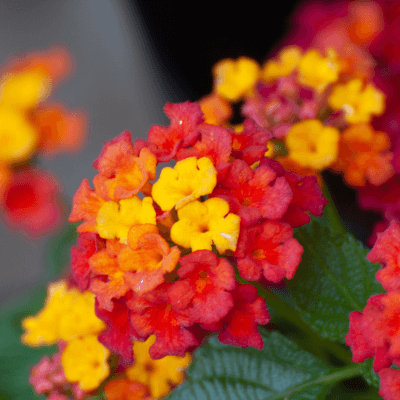 Lantana camara