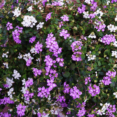 Lantana sellowiana