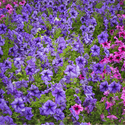 Petunia surfinia