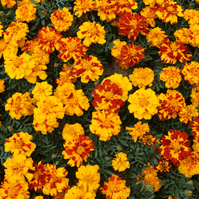 Tagetes