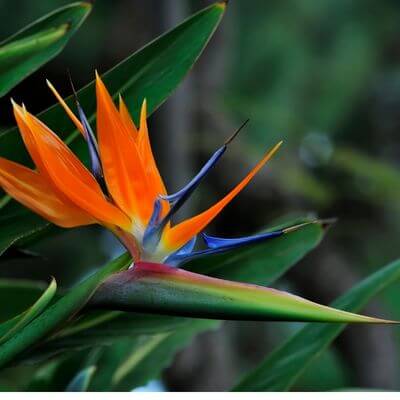 Strelitzia augusta