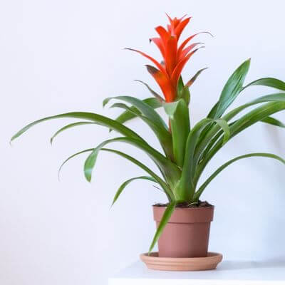 Guzmania