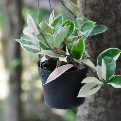 Hoya carnosa