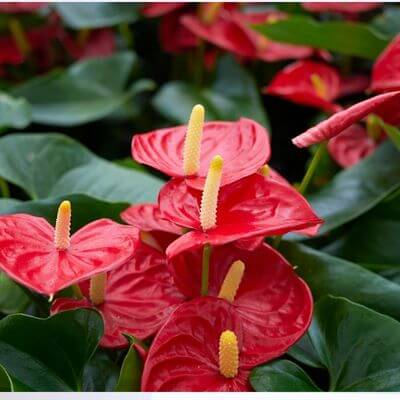 Anthurium