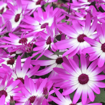 Cineraria