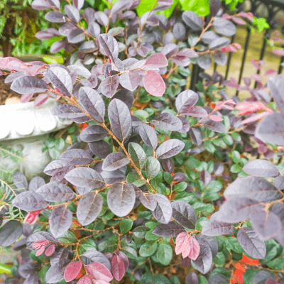 Loropetalum