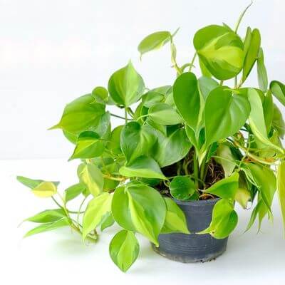 Philodendron brasil