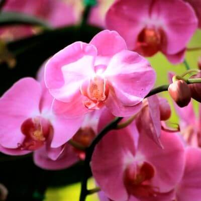 Orchidea phalaenopsis