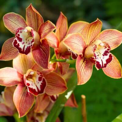 Orchidea cymbidium