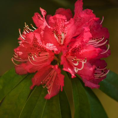 Rododendro