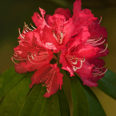 Rododendro