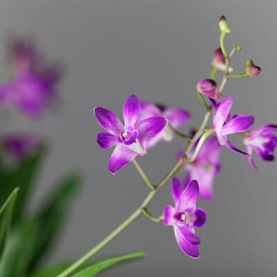 Orchidea dendrobium