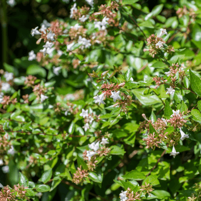 Abelia grandiflora