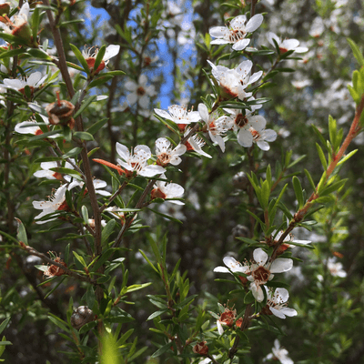 Leptospermum scoparium