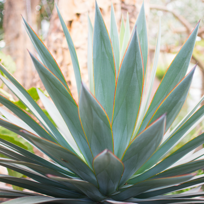 Agave americana blu