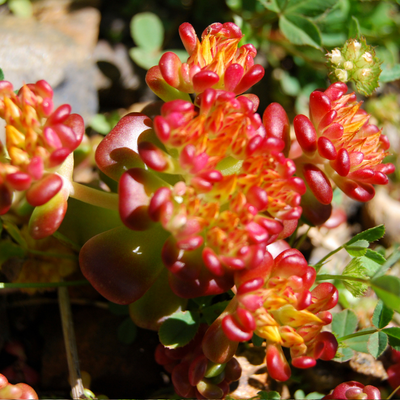 Sedum rupestre