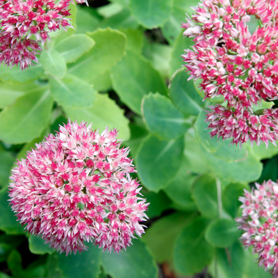 Sedum sieboldi