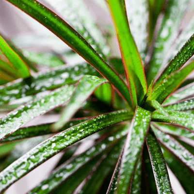 Dracena marginata