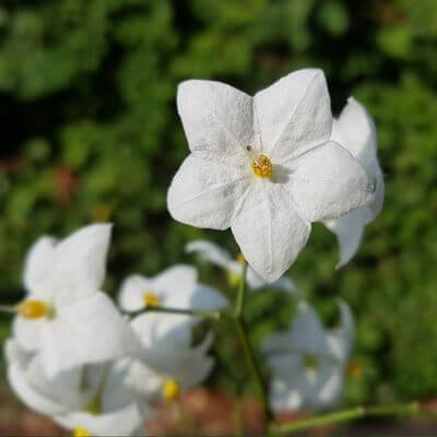 Solanum jasminoides