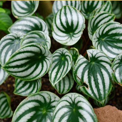 Peperomia watermelon