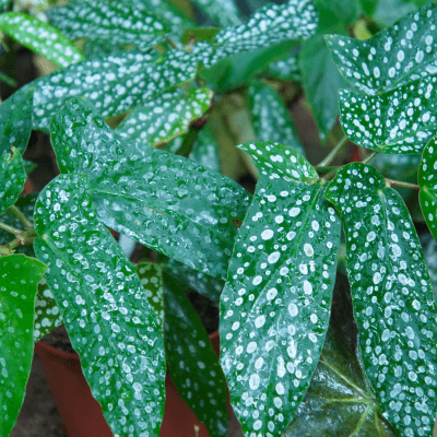 Begonia maculata