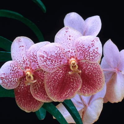 Orchidea vanda