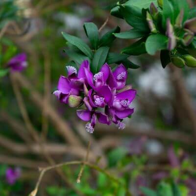 Polygala mirtifolia