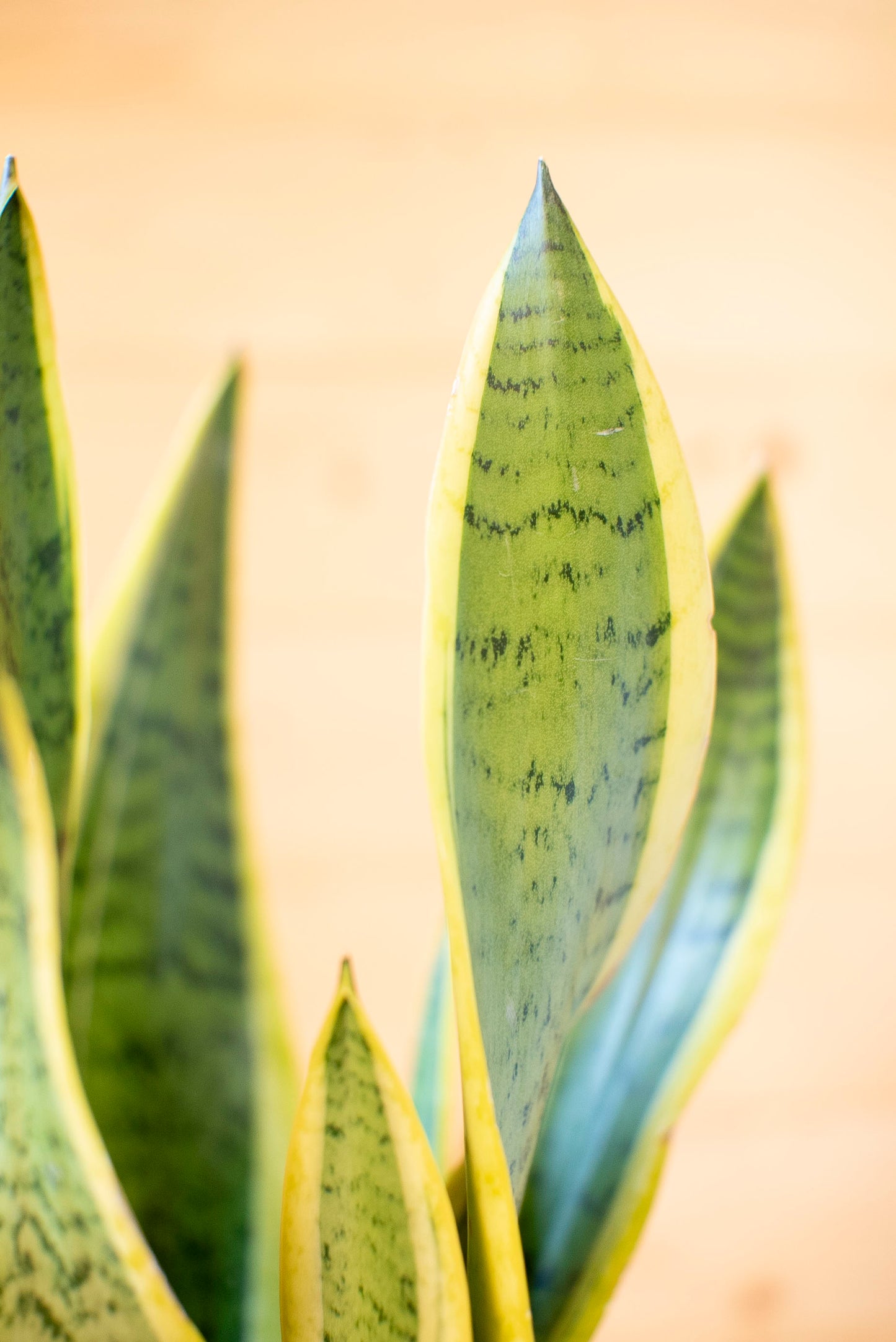 Sanseveria laurentii