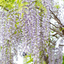 Glicine