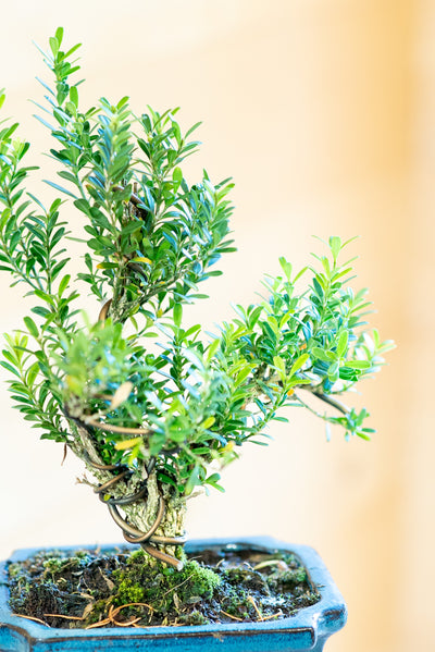 Syzygium buxifolium