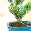 Syzygium buxifolium