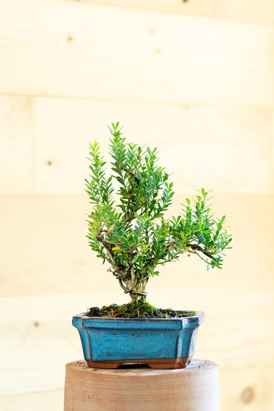 Syzygium buxifolium