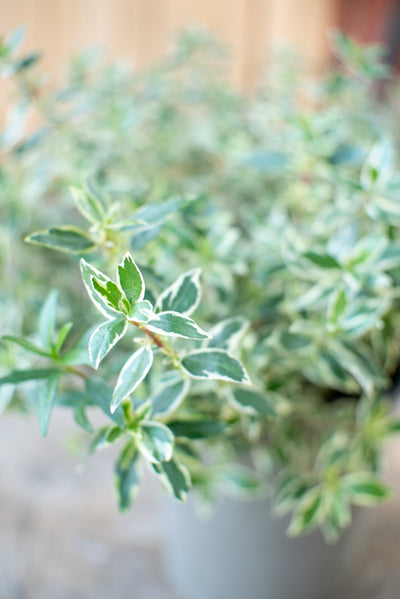 Abelia Confetti