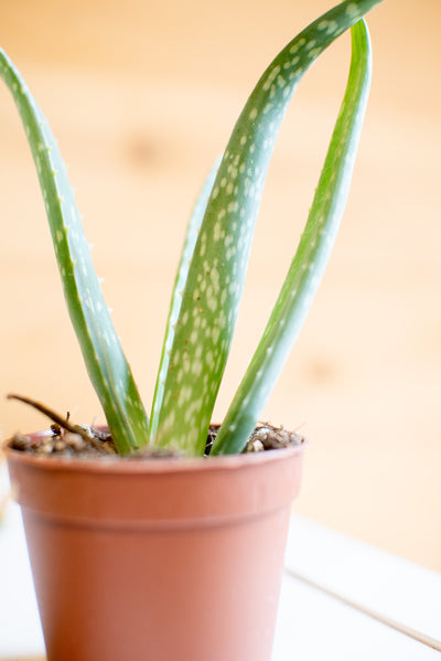 Aloe vera