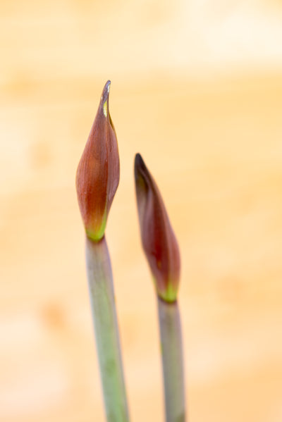 Amaryllis