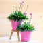 Armeria