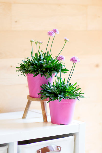 Armeria